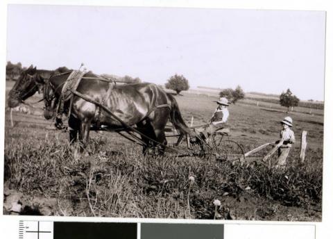 Genevieve Youngren driving a single row plow on the Youngren Farm, Dale Township, Minnesota