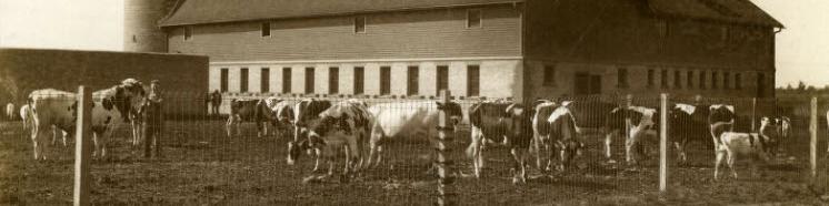 City Workhouse dairy cows and barn, Minneapolis, Minnesota